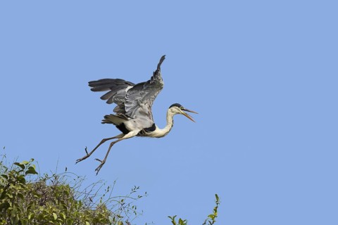 Cocoi heron
