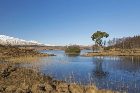 Scots pine