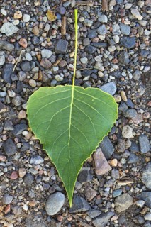 Black poplar