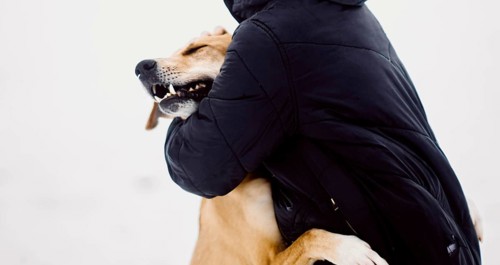 Homeless red dog happily hugs his new owner in a shelter for stray dogs