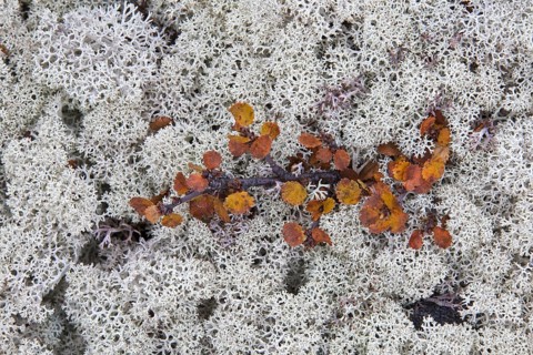 Reindeer lichen