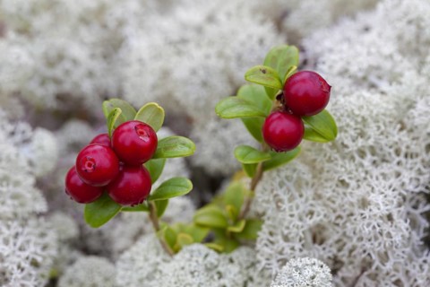 Lingonberry