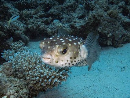 Spotbase burrfish