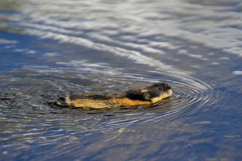 Norway lemming