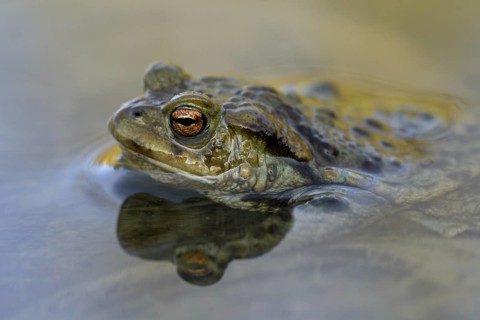 Common European toad