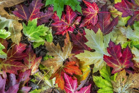 Silver maple