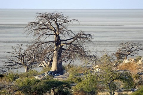 Baobab trees