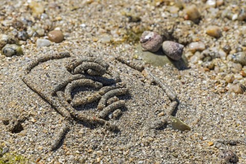 Lugworm