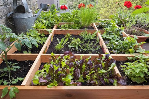 Square foot gardening by planting flowers