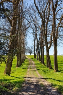 Forest path