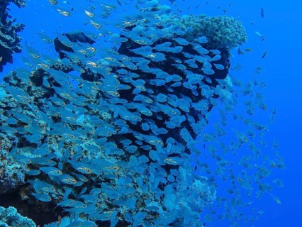 School of pigmy sweepers