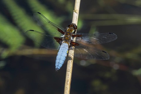 Broad-bodied chaser