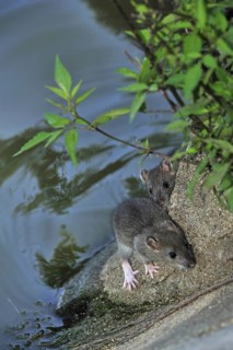 Two juvenile Brown