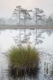 Moor rush