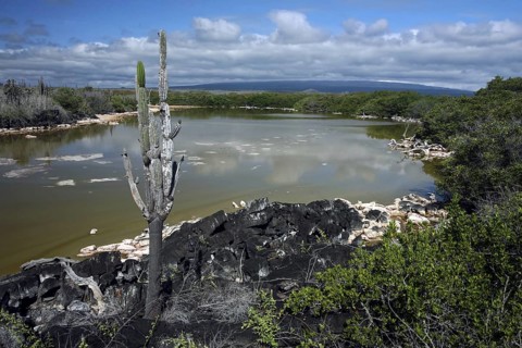 Shallow water of inland lake containing high concentration of bacteria on Isabela Island