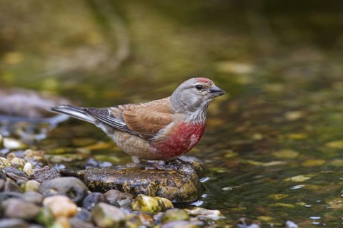 Common linnet