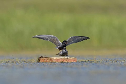 Black tern