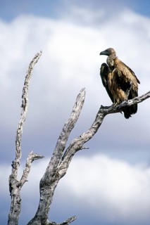 African white-backed vulture