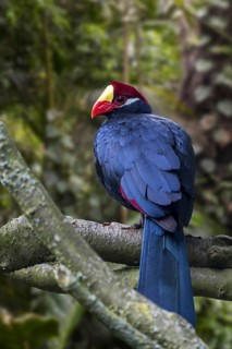 Violet turaco