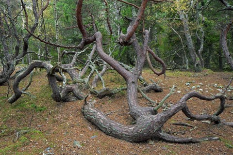 Windswept Scots pine