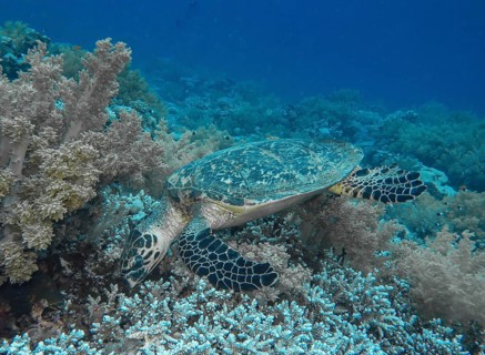 Hawksbill turtle