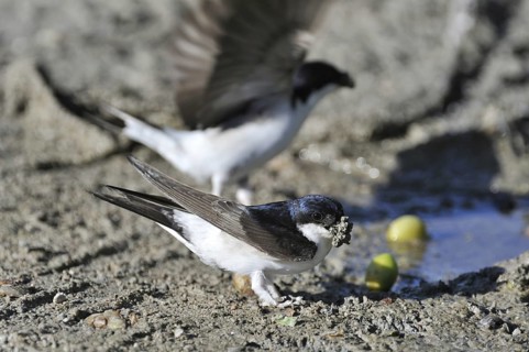 Common house martins