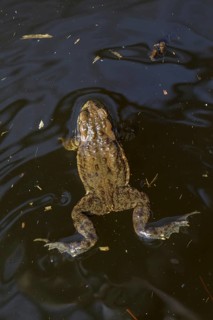 Common toad