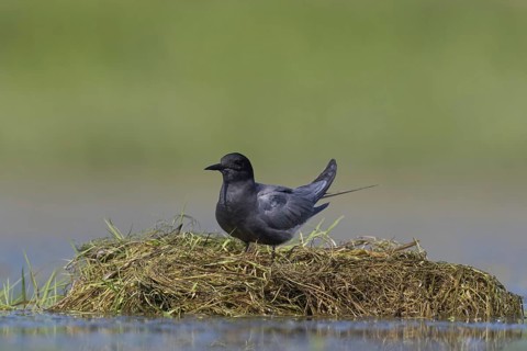 Black tern