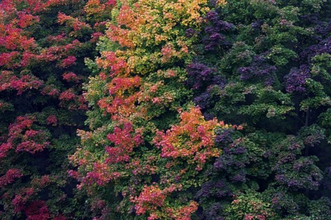 Norway Maple
