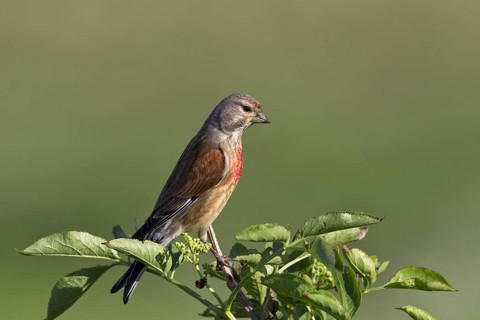 Linnet