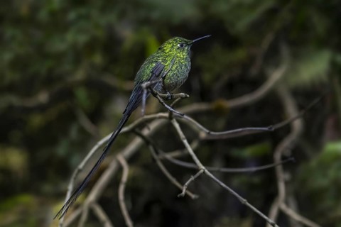 Amazilia hummingbird