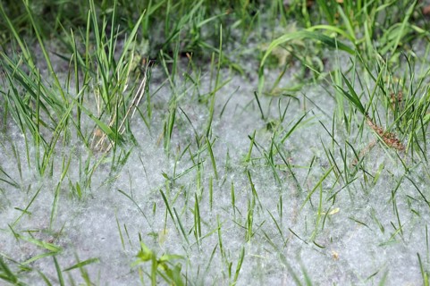 Grass covered in seed fluff from female willow