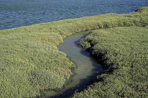 Sea purslane