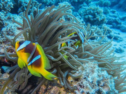 Sea anemone