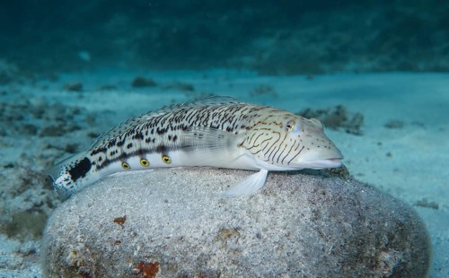 Lizardfish