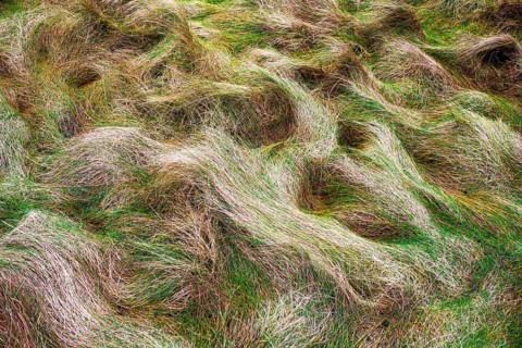 Seagrass meadow