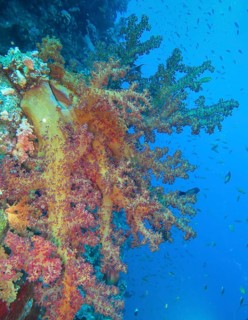 Colourful soft coral Dendronephthya