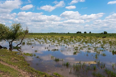 Fish pond