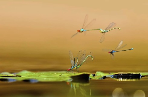 Small Red-eyed Damselfly