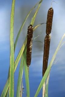 Greater bullrush