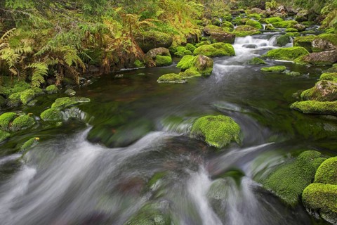 River Njupan in autumn forest in the Fulufjaellet National Park