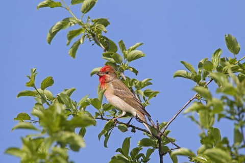 Common rosefinch