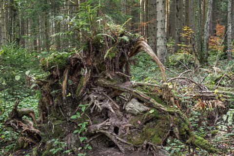 Uprooted spruce tree exposing its tree roots due to high winds in forest
