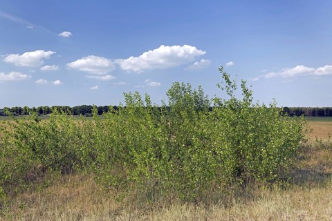 Black poplar