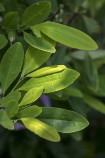 Amazonian coca