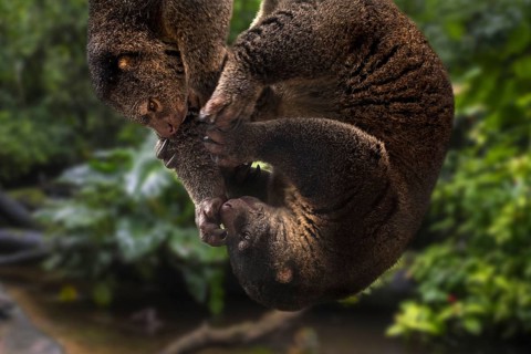 Sulawesi bear cuscus