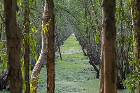 Channel in flooded mangrove in the Tra Su Cajuput Forest