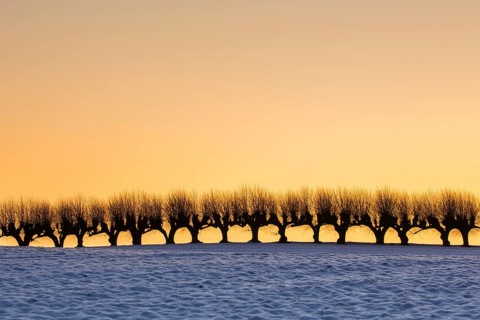 Row of pollarded European lime trees
