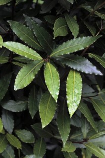Bay laurel