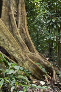 Buttress roots of fig tree